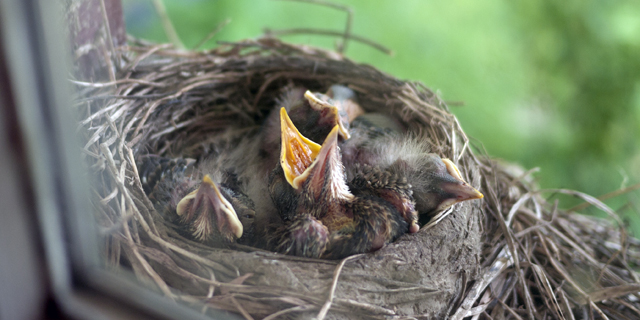 053111_birds