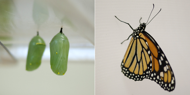 090711_monarch