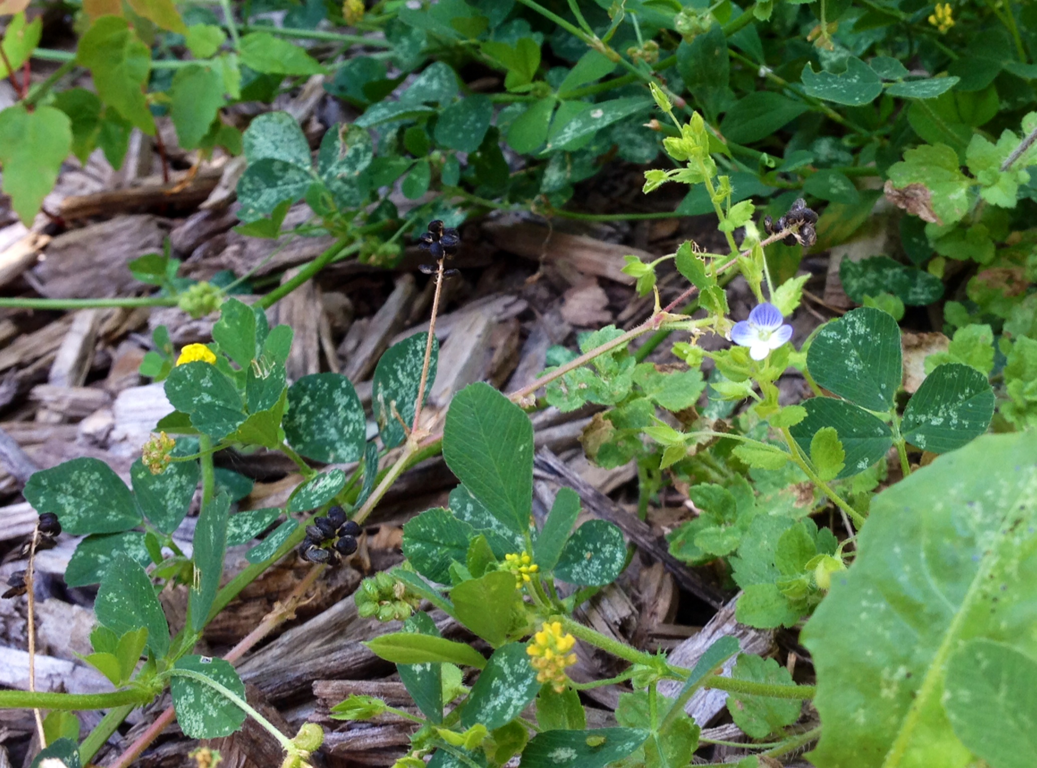 weeds