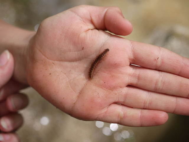 millipede