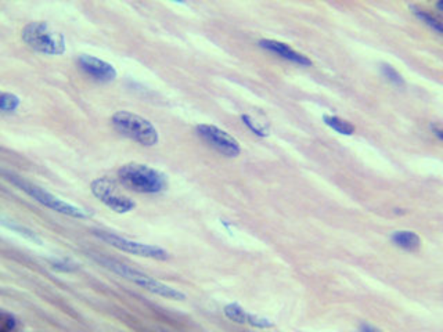 uu-anatomy6