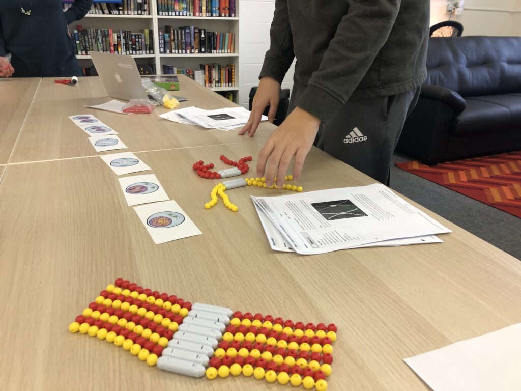 A photo shows a series of cards on a table depicting the stages of mitosis, accompanied by bead models of chromosomes